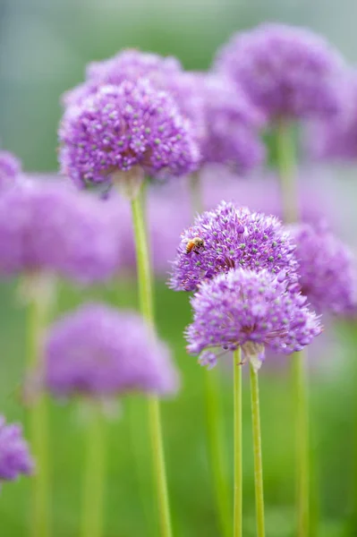 European Honey Bee Pollinating Keeled Garlic Allium Carinatum Subs Pulchellum — Stock Photo, Image