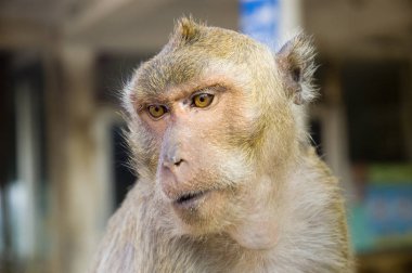 Maymunun yakın plan fotoğrafı.