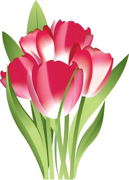 Boeket rode tulpen — Stockvector