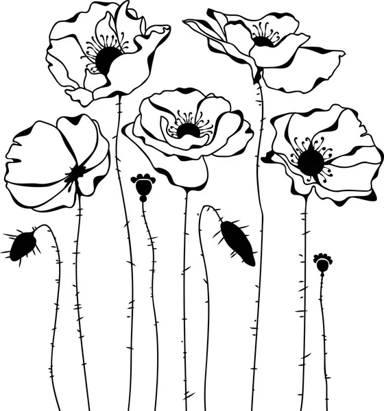 Poppies silhueta no fundo branco — Vetor de Stock