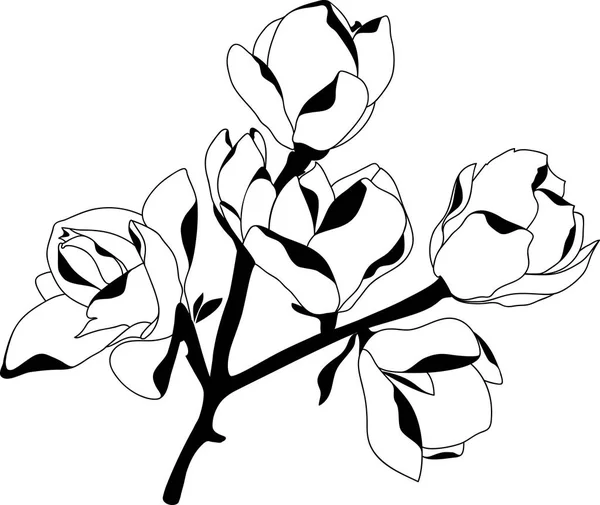 Silhouette magnolia fiorita, nero su sfondo bianco — Vettoriale Stock