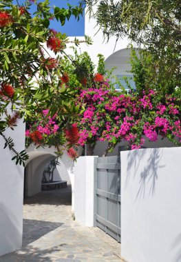 Tipik ve geleneksel avlu/sokak beyaz duvarları ve mavi gökyüzü, Kamari, Santorini arka plan üzerinde parlak çiçek ile. Begonvil Yunanistan.