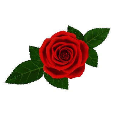 kırmızı gül vektör