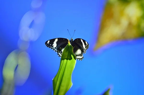 Rusia San Petersburgo Exposición Mariposas Tropicales — Foto de Stock