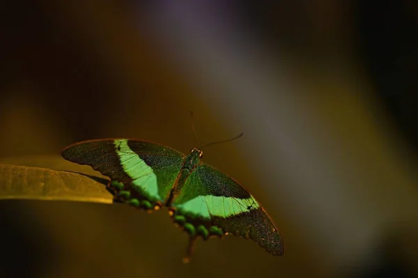 Russia Saint Petersburg Exhibition Tropical Butterflies — Stock Photo, Image