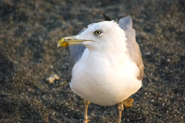 Portrait of the black sea seagulls