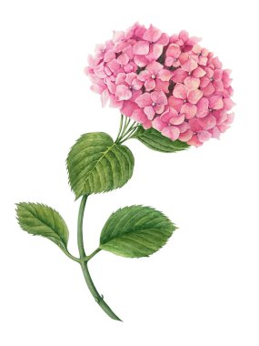 Pembe, kırmızı ve beyaz güllerle kusursuz desen ve yeşil ile pembe ortanca beyaz arka planda suluboya çizimi