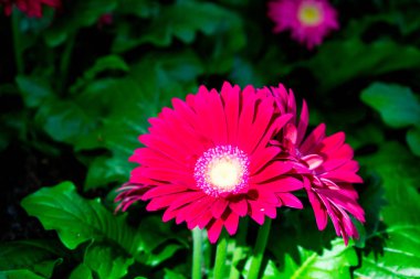 Bir bahçe yeşil yaprakları ile pembe çiçekler