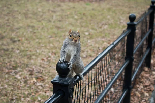 Eichhörnchen sitzt auf dem Zaun — Stockfoto