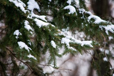 Bir ağaç dalı içinde bir forrest üzerinde kar