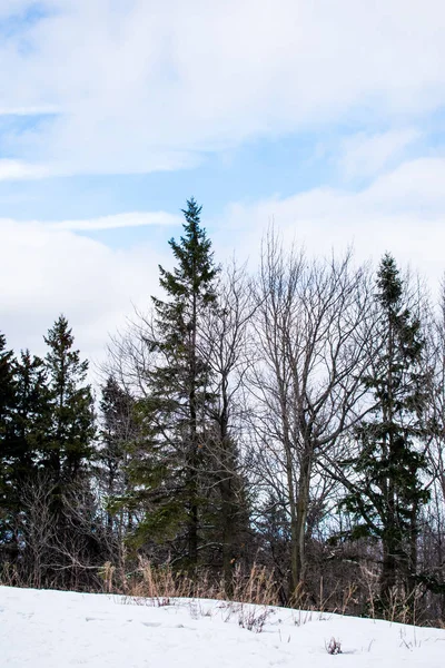 Zasněžené zimní pohled z parku v Kanadě — Stock fotografie