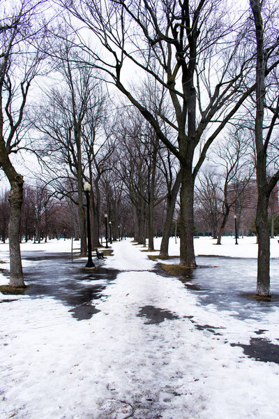 A snow covered pathway leading through a park, tree lined, with frozen ground on the side
