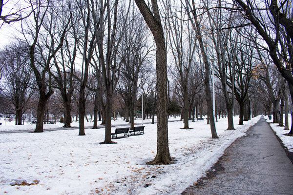 A snow covered pathway leading through a park, tree lined, with park benches