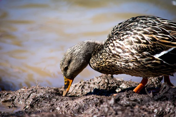 Um pato castanho à procura de vermes na lama — Fotografia de Stock