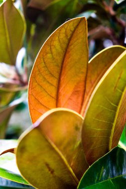 Turuncu bir yaprak, sarı ve yeşil yapraklardan oluşan bir küme içinde