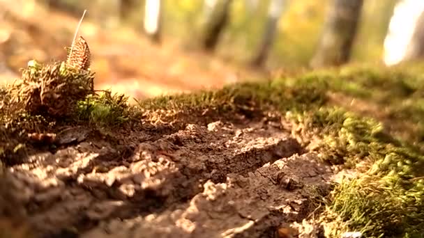 Las Ramas Los Árboles Mueven Bosque Musgo Verde Una Rama — Vídeo de stock
