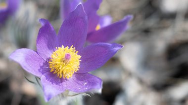 Vahşi doğada çuha çiçekleri. Güzel mor şakayık çiçeği, kuru çimlerde orman çiçeği. Bahar havası