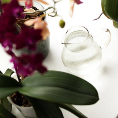 Pencere kenarında orkideler. Kapalı alan çiçekleriyle dekorasyon. Çiçekleri suyla sulamak. Bitki bakımı ve çiçekçilik