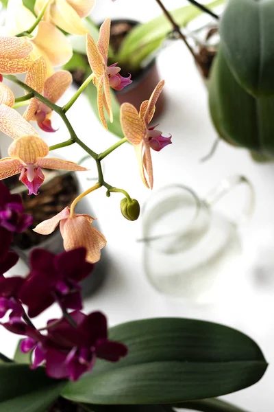 Орхідеї на підвіконні. Оздоблення кімнатними квітами. Поливаємо квіти водою. Догляд за рослинами та квітникарство — стокове фото