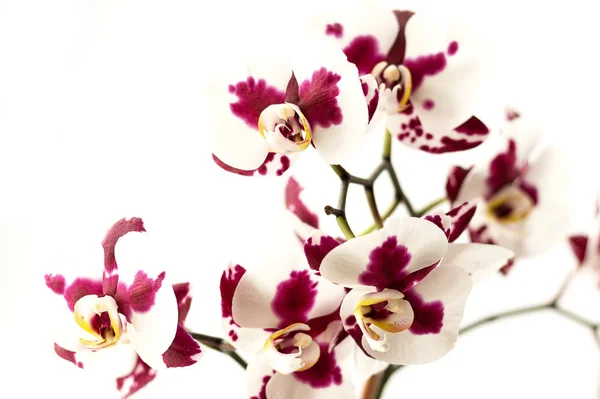 Орхідеї закриваються. Оздоблення кімнатними квітами. Білий і фіолетовий кольори. Багато квітів на гілці — стокове фото