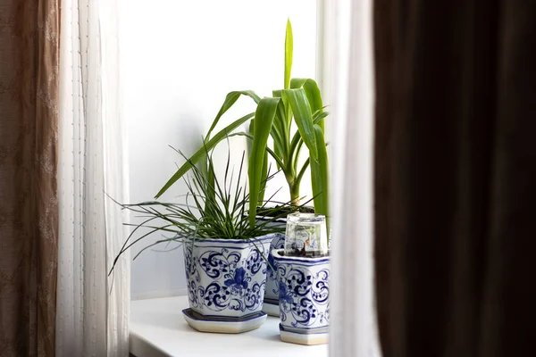 A group of different indoor flowers on a windowsill. Interior decoration with greenery. Plants planted in pots of the same design — Stock Image A group of different indoor flowers on a windowsill. Interior decoration with greenery. Plants planted in pots of the same design Stock Image