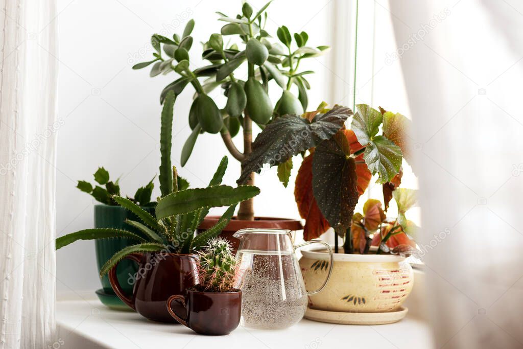 A group of different indoor flowers on the windowsill - succulents, cacti and deciduous plants. Interior decoration with greenery. Watering can with water for irrigation in the form of a glass jar