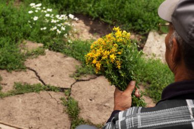 Şifalı bitkilerin kurutulması için hazırlık - kekik otu ve Hypericum. Alternatif tıp sağlığınız için iyidir. Doğal doğa ve köy tarzı. Sarı çiçekli bitkiler. Yaşlı adam tomar tomar para bağlıyor.