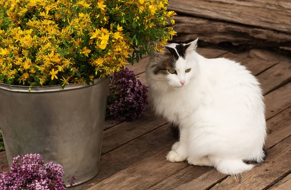 Preparation for drying medicinal herbs - oregano and Hypericum. Alternative medicine is good for your health. Natural nature and rustic style. Yellow and purple flowering plants. Cat sits next to a bu