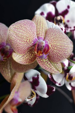 Çiçek açan güzel orkide, siyah arka planda falaenopsis. Sarı-pembe renkli bir çiçeğin yakın plan görüntüsü. Asgari tasarım.