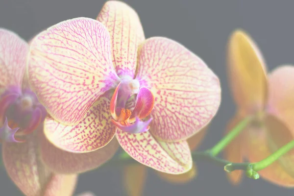 Квітуча Красива Орхідея Фаленопсис Чорному Тлі Крупним Планом Квітка Жовто — стокове фото