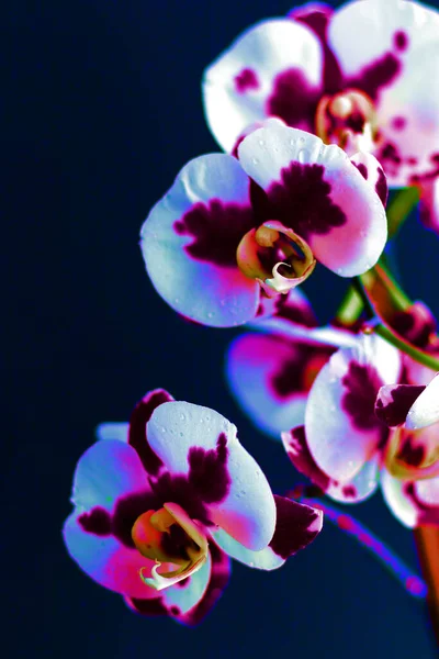 Blooming beautiful orchid, phalaenopsis on a black background. Close-up of a flower of yellow-pink hues with a splash. Superimposed brightness filter — Stock Photo, Image