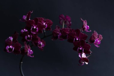 Orkide dalı tamamen çiçek açmış, siyah arkaplanda mor bir falaenopsis var. Minimalist tasarım. Yavaş deklanşör hızı ile çekim, hareket bulanıklığı filtresi.