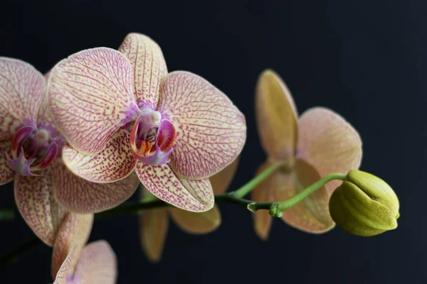 Hermosa Orquídea Floreciente Phalaenopsis Sobre Fondo Negro Primer Plano Una — Foto de Stock