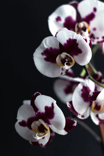 Квітуча Гілка Красивої Орхідеї Фаленопсис Чорному Тлі Великі Білі Квіти — стокове фото