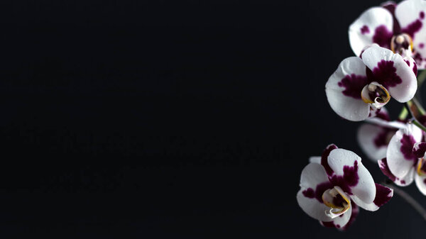 Flowering branch of a beautiful orchid, phalaenopsis on a black background. Large white flowers with large purple spots. Minimalistic design.