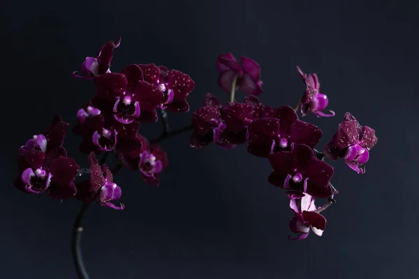 The orchid branch is all in bloom, purple phalaenopsis on a black background. Minimalistic design. Shot with a slow shutter speed, motion blur filter.