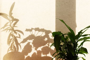 Perdedeki ev bitkilerinin gölgesi. Masanın üzerinde bir saksı var. Evdeki işyeri.