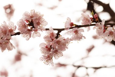 Parkta çiçek açan kayısı ağacı. Pembe enflasyonlu dallar. Narin çiçekler..
