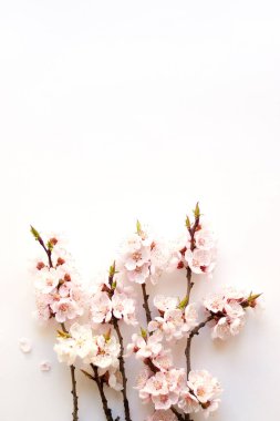 Beyaz arka planda filizlenen kayısı dalları. Pembe çiçek yaprakları. Narin bahar buketi.