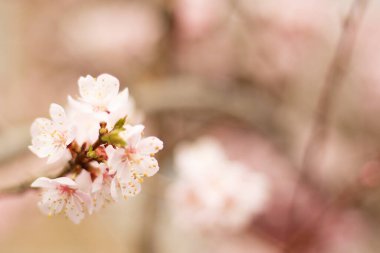 Parkta çiçek açan kayısı ağacı. Pembe enflasyonlu dallar. Narin çiçekler..