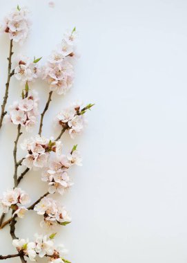 Beyaz arka planda filizlenen kayısı dalları. Pembe çiçek yaprakları. Narin bahar buketi.