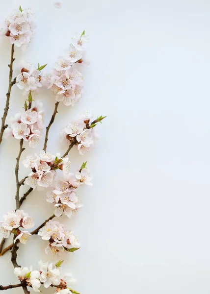 Ветви Цветущего Абрикоса Белом Фоне Розовые Лепестки Цветов Нежный Весенний — стоковое фото