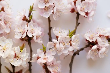 Beyaz arka planda filizlenen kayısı dalları. Pembe çiçek yaprakları. Narin bahar buketi.