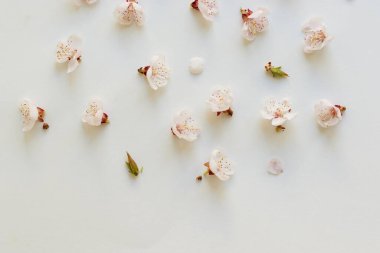 Açık arkaplanda pembe kayısı çiçekleri deseni. Bahar yumuşacık çiçekleri.