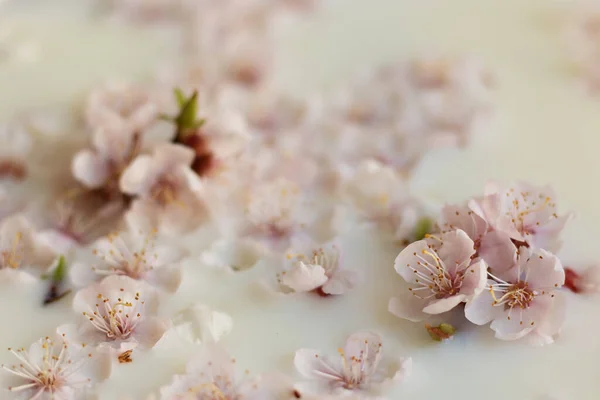 Süt banyosunda pembe kayısı çiçekleri. Spa vücut ve cilt bakımı. Kokulu rahatlama tedavileri.