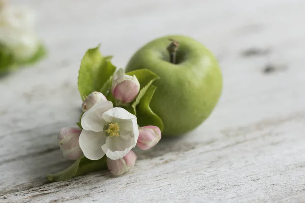 Pommier vert et branche de pommier en fleurs sur fond de bois blanc — Photo