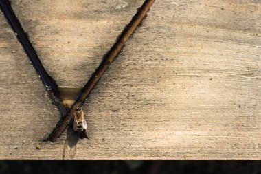 Bir arı, özel bir böcek içicisinden su içer. Temiz su için oluğu olan ahşap tahta. Arı yetiştiricisi.
