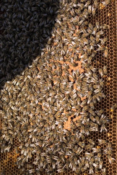 Vista de cerca del cuerpo de la colmena abierta que muestra los marcos poblados por abejas melíferas. Apicultor adúltero — Foto de Stock