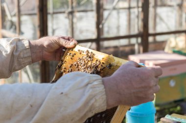 Arı yetiştiricisi kovandaki çerçeveyi inceliyor. Arılı arı kovanları. Açık kovan gövdesinin, bal arılarının yaşadığı çerçeveleri gösteren yakın görüntüsü. Apiary