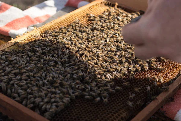 Un apicultor inspecciona el marco del colmenar. Colmenas con abejas. Vista de cerca del cuerpo de la colmena abierta que muestra los marcos poblados por abejas melíferas. Apiario — Foto de Stock